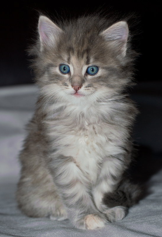 Nanouk_090611_D111000_kl