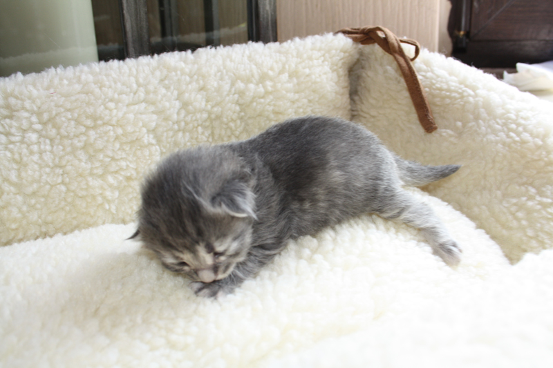 Nanouk_120511_IMG_1674_kl