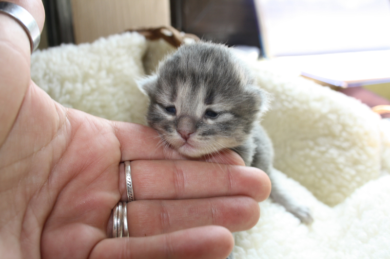 Nanouk_120511_IMG_1675_kl