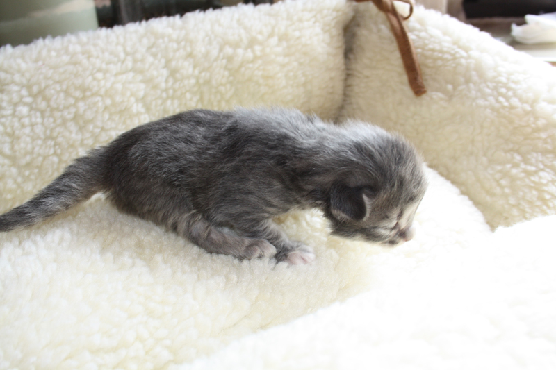 Nanouk_120511_IMG_1676_kl