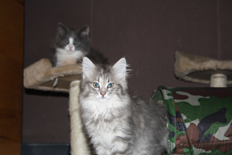 Nanouk_170711_IMG_2033_kl