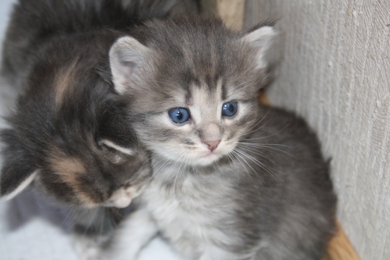 Nanouk_290511_IMG_1777