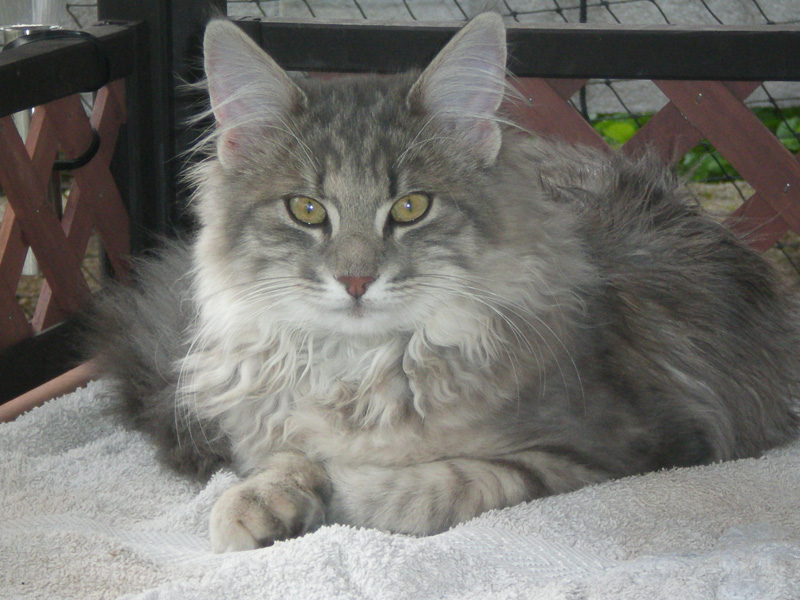 Nanouk_300911_P9220801_kl