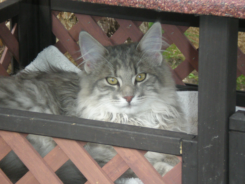 Nanouk_300911_P9220804_kl