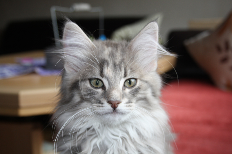 Nanouk_310711_IMG_2064_kl