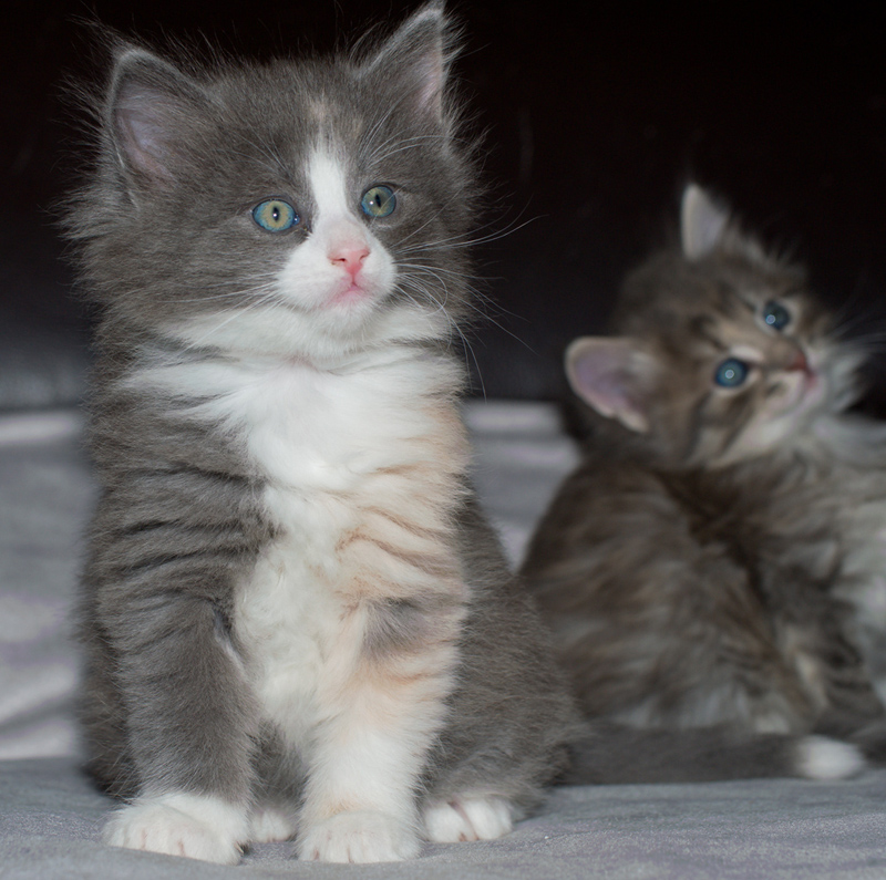 Nisha_090611_D111011_kl