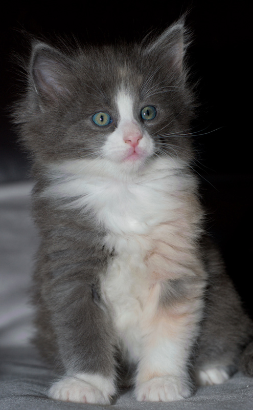 Nisha_090611_D111014_kl