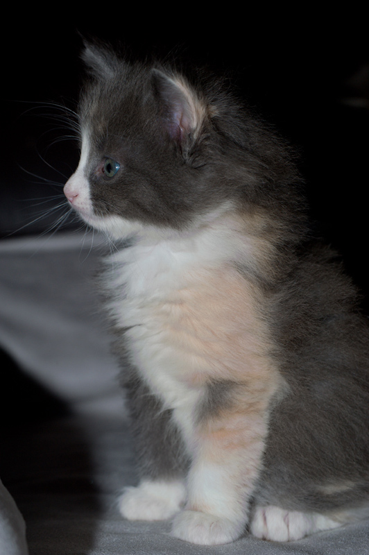 Nisha_090611_D111020_kl