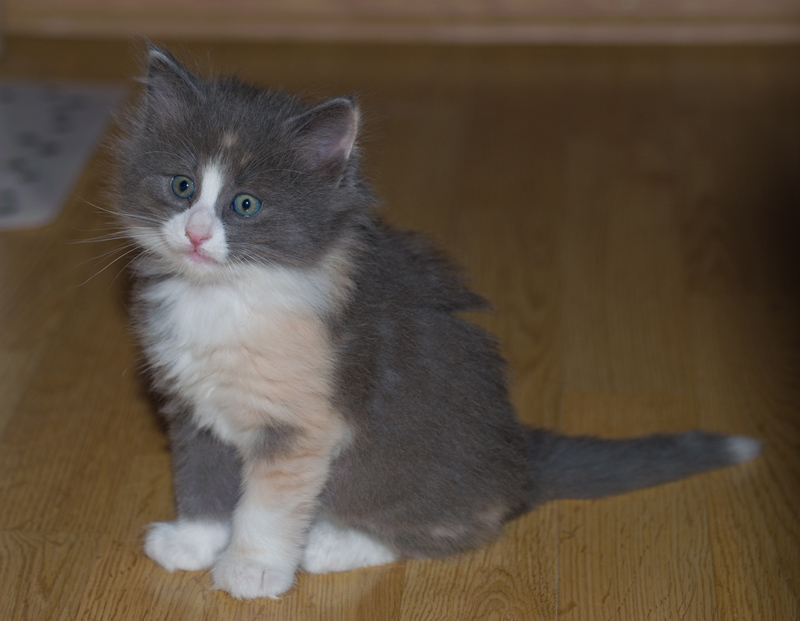 Nisha_090611_D111038_kl