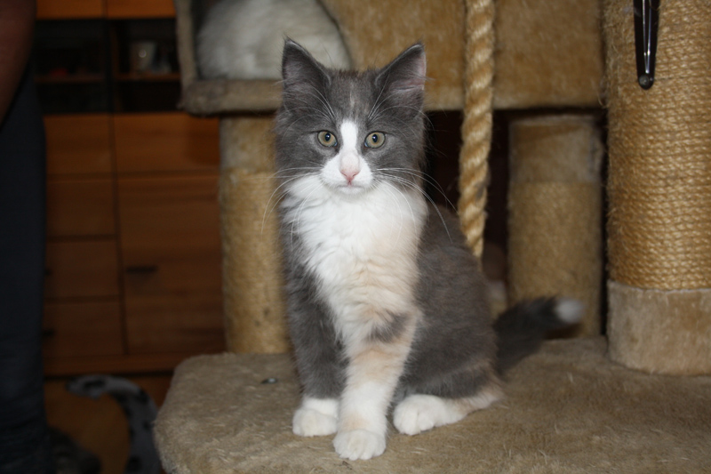 Nisha_170711_IMG_2014_kl