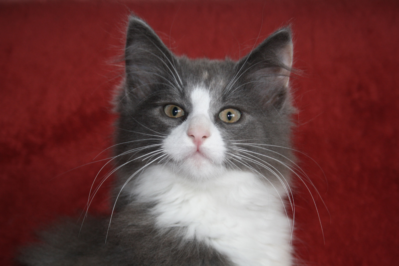 Nisha_310711_IMG_2045_kl