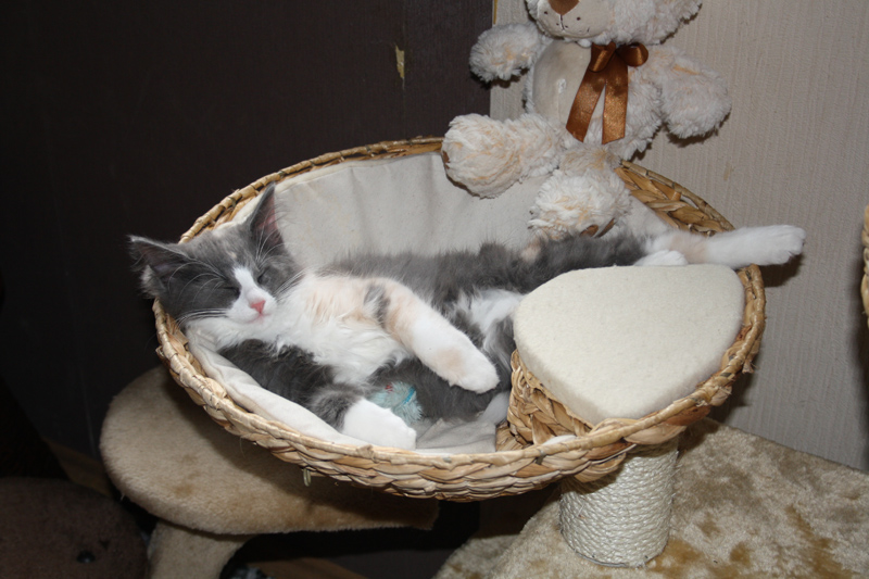 Nisha_310711_IMG_2081_kl