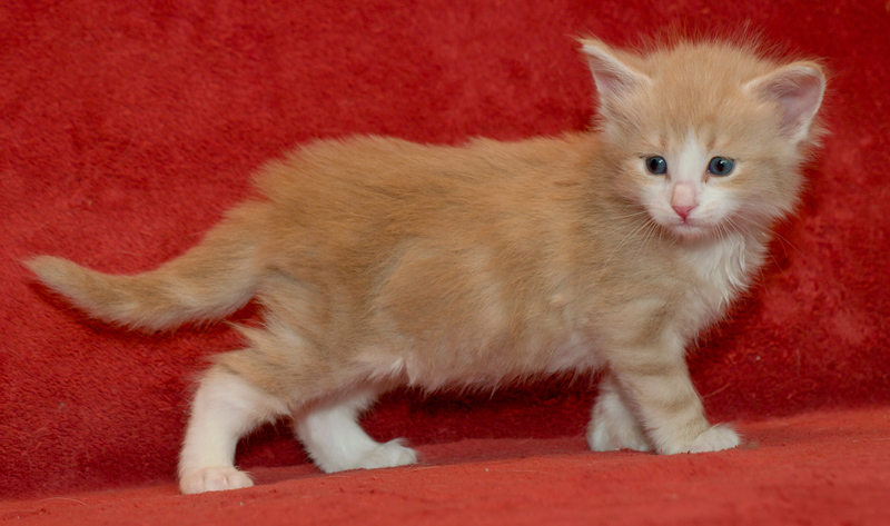 Opal_090811_D111112_kl