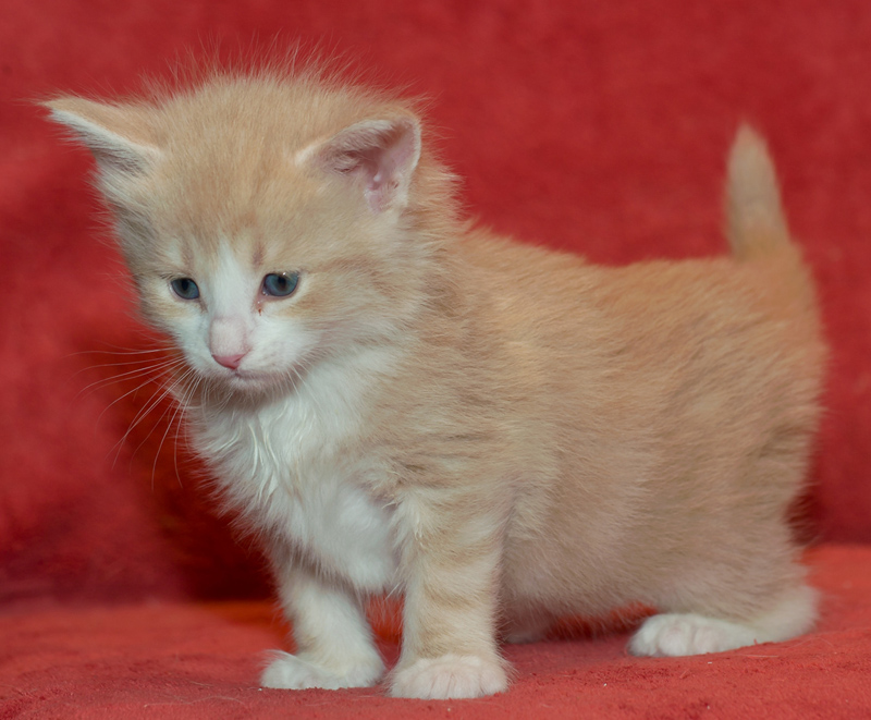 Opal_090811_D111113_kl