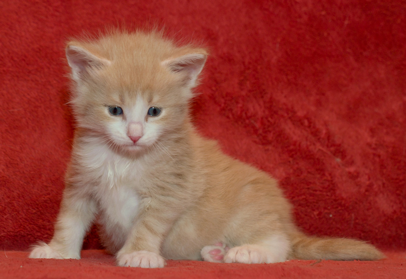 Opal_090811_D111115_kl