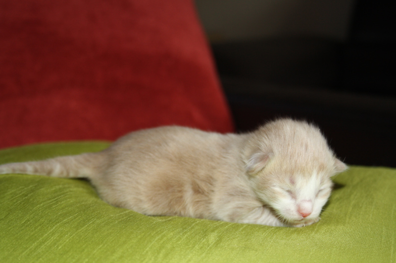 Opal_170711_IMG_1976_kl