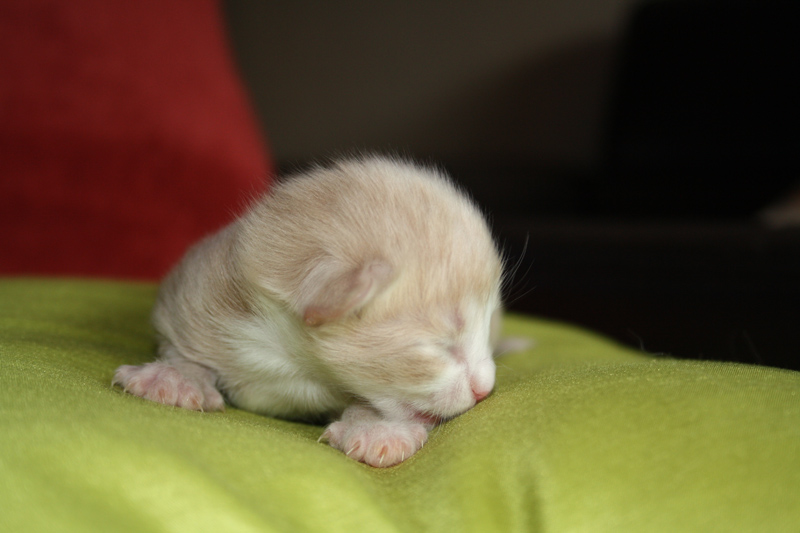 Opal_170711_IMG_1977_kl