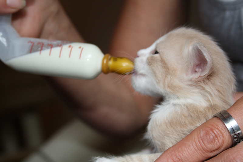 Opal_310711_IMG_2114_kl