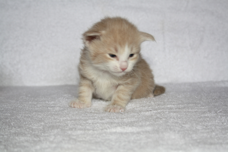 Opal_310711_IMG_2117_kl