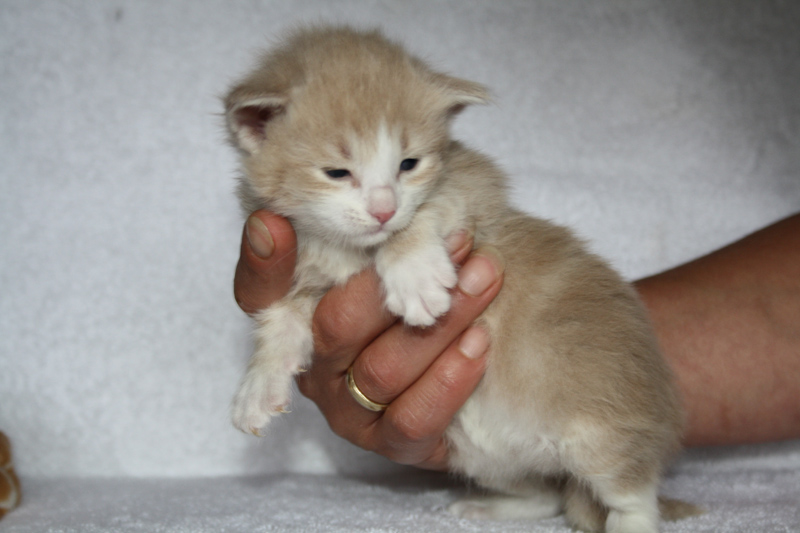 Opal_310711_IMG_2122_kl