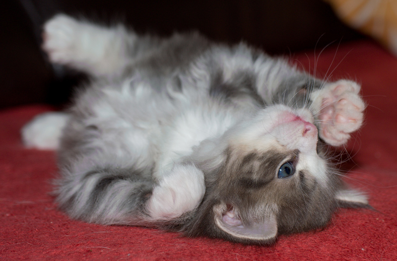 Pepper_090611_D110975_kl