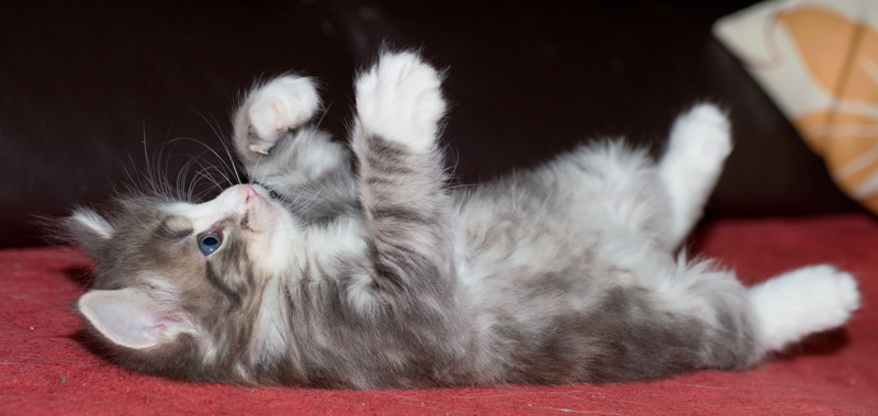 Pepper_090611_D110977_kl