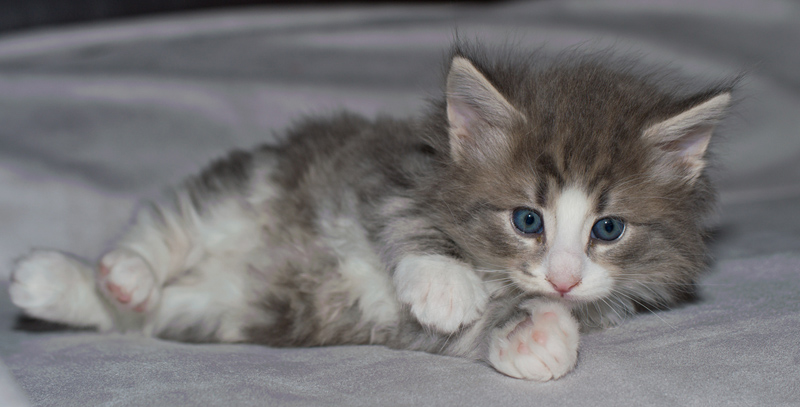 Pepper_090611_D110980_kl