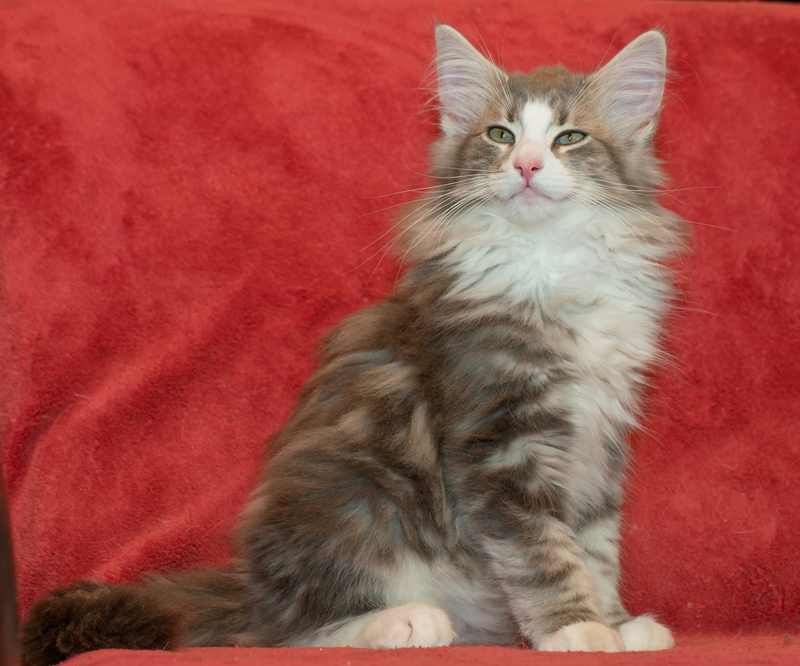 Pepper_090811_D111141_kl