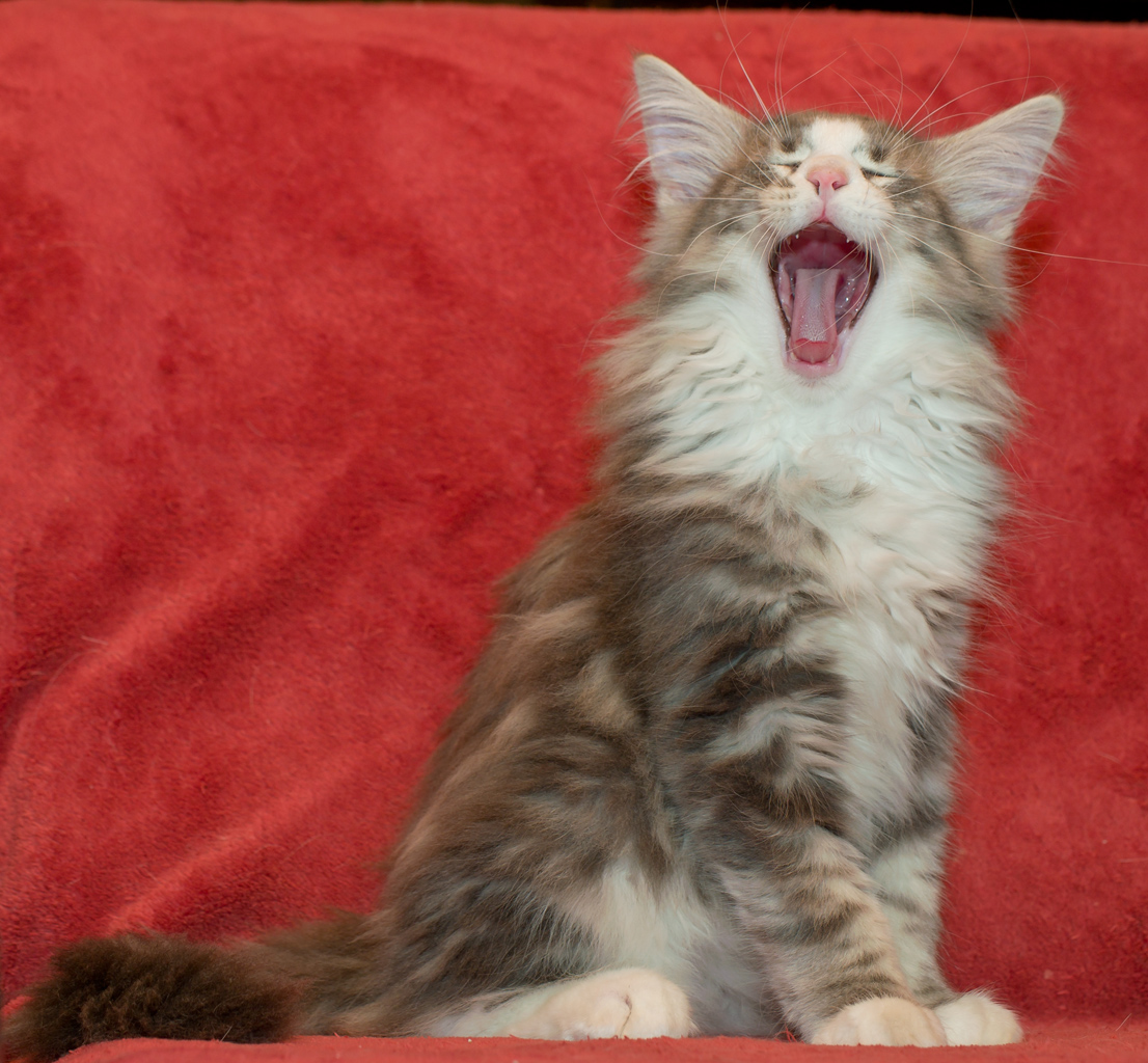 Pepper_090811_D111142