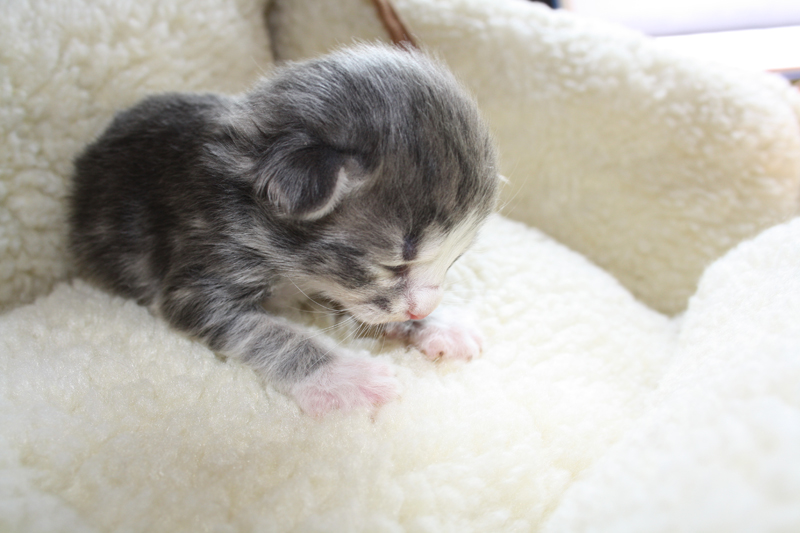 Pepper_120511_IMG_1669_kl