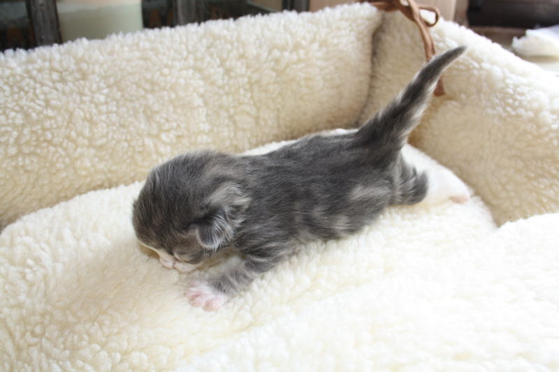 Pepper_120511_IMG_1670_kl