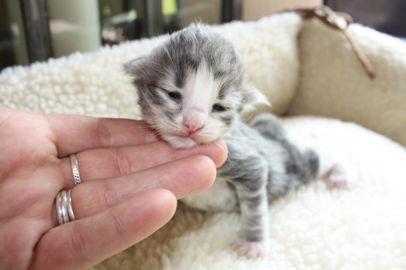 Pepper_120511_IMG_1671_kl