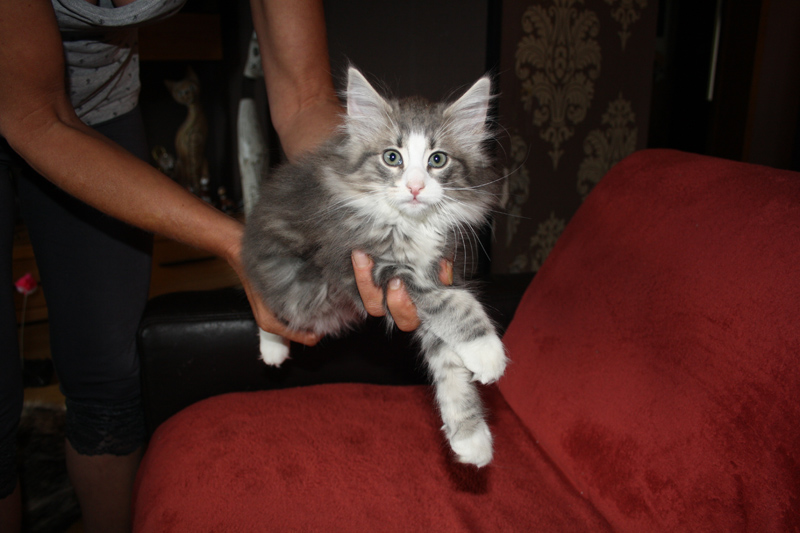 Pepper_170711_IMG_2001_kl