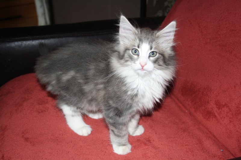 Pepper_170711_IMG_2004_kl