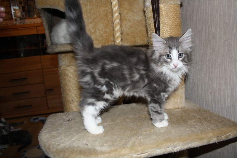 Pepper_170711_IMG_2007_kl