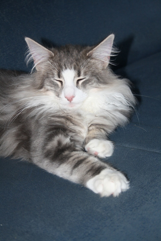 Pepper_251011_IMG_2272