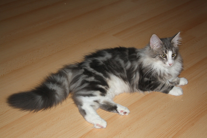 Pepper_251011_IMG_2275