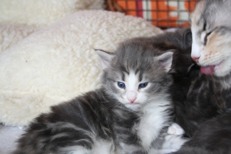 Pepper_290511_IMG_1737