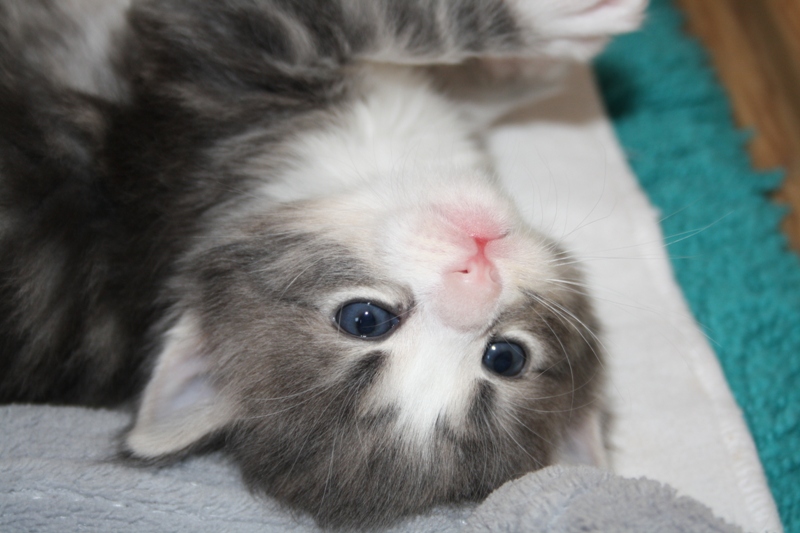 Pepper_290511_IMG_1743