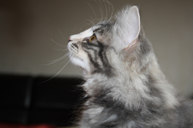 Pepper_310711_IMG_2070_kl