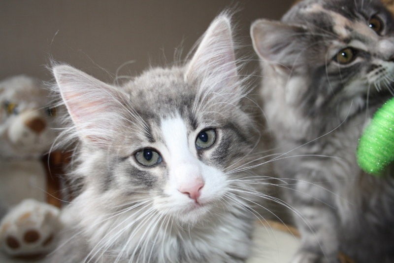 Pepper_310711_IMG_2073_kl