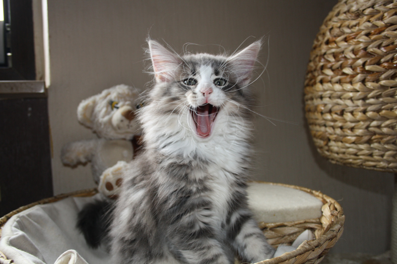 Pepper_310711_IMG_2075_kl