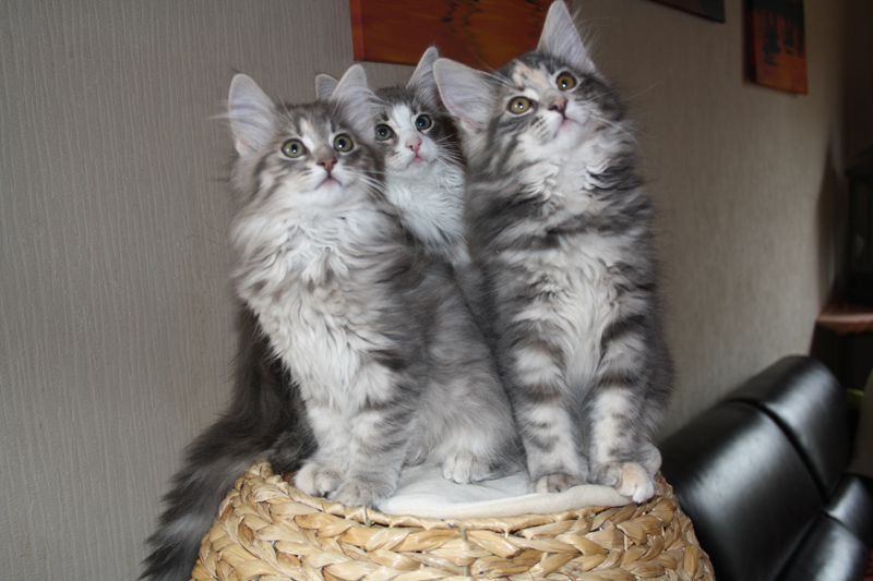 Pepper_310711_IMG_2079_kl