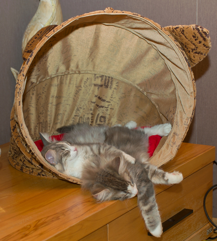 Pepper_Pearl_090811_D111086_kl