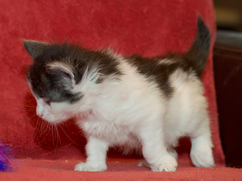 Rubina_090811_D111119_kl