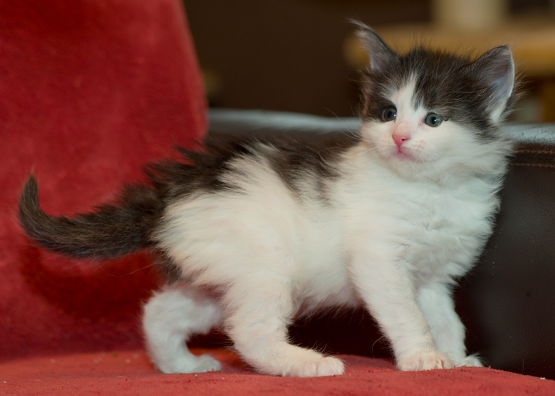 Rubina_090811_D111120_kl