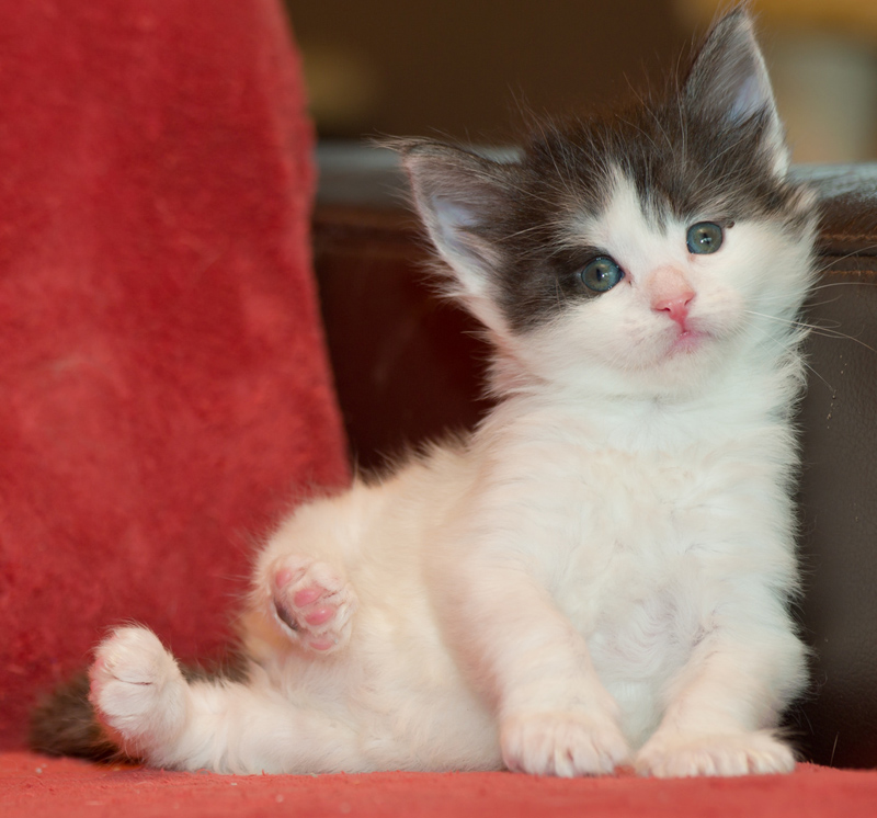 Rubina_090811_D111122_kl