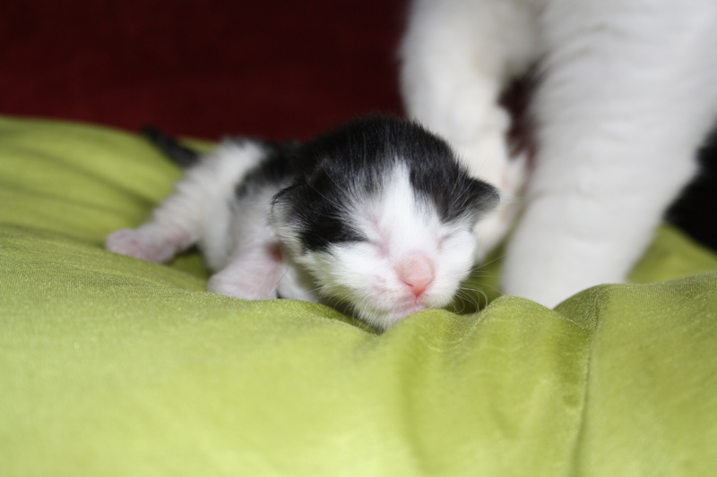 Rubina_170711_IMG_1969_kl