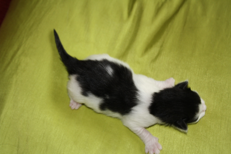 Rubina_170711_IMG_1970_kl