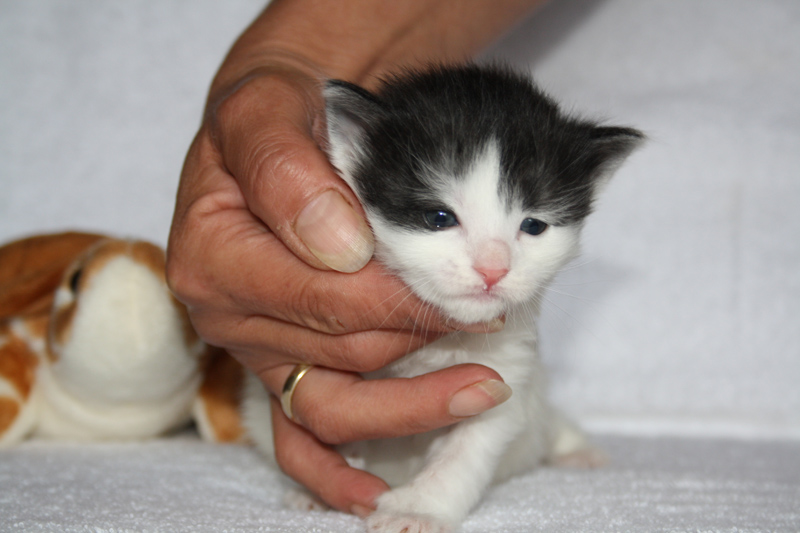 Rubina_310711_IMG_2084_kl